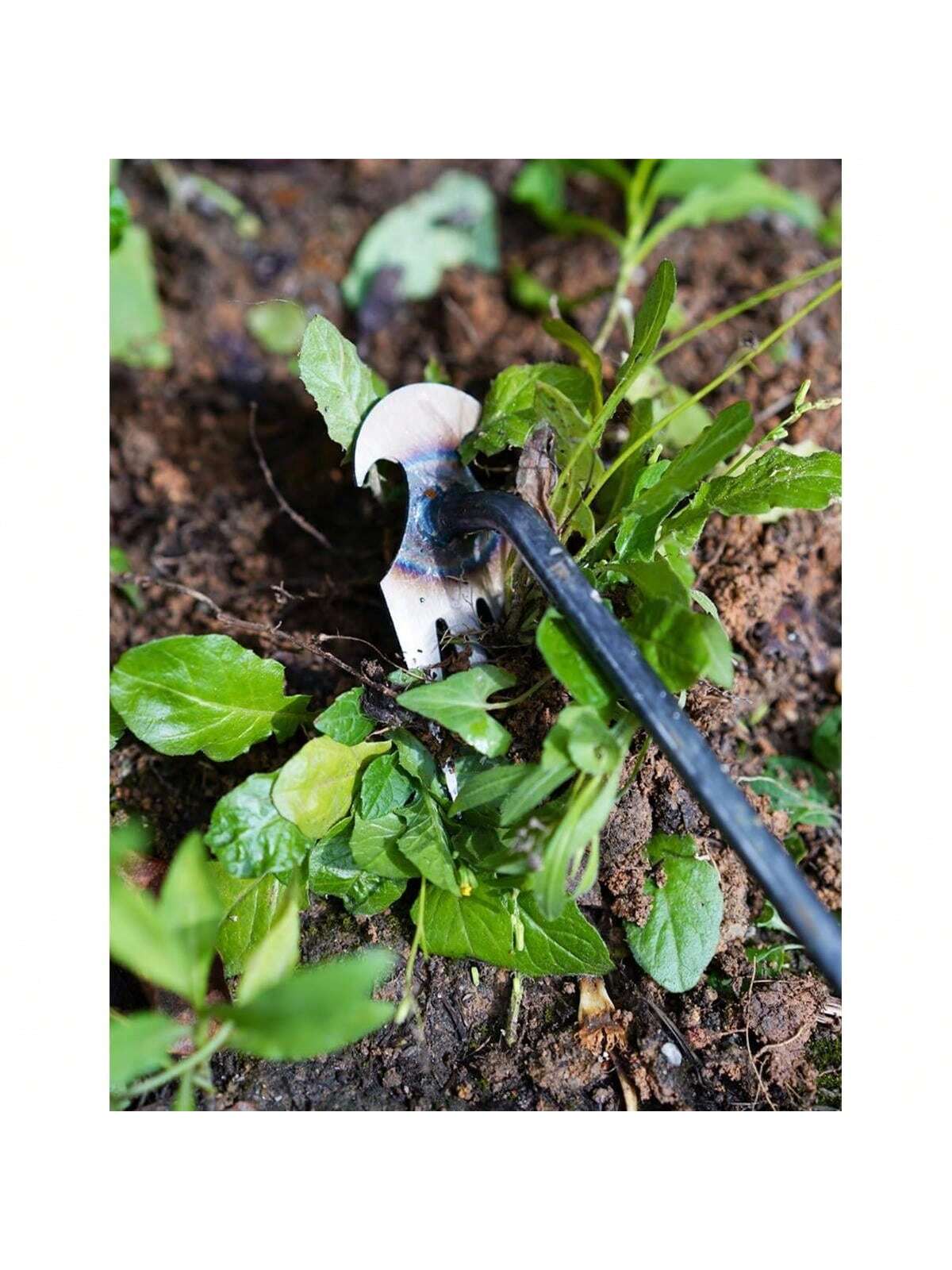4 Teeths - Multifunctional Han - Gardening Tools For Weeds 리뷰 및 가격